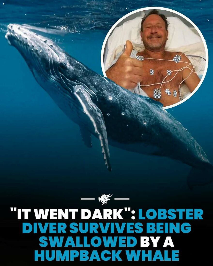 Lobster diver survives being swallowed by a humpback whale underwater