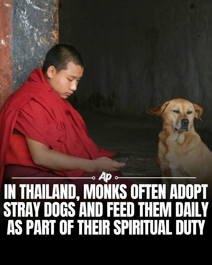 Monks in Thailand adopt and feed stray dogs daily as part of spiritual duty