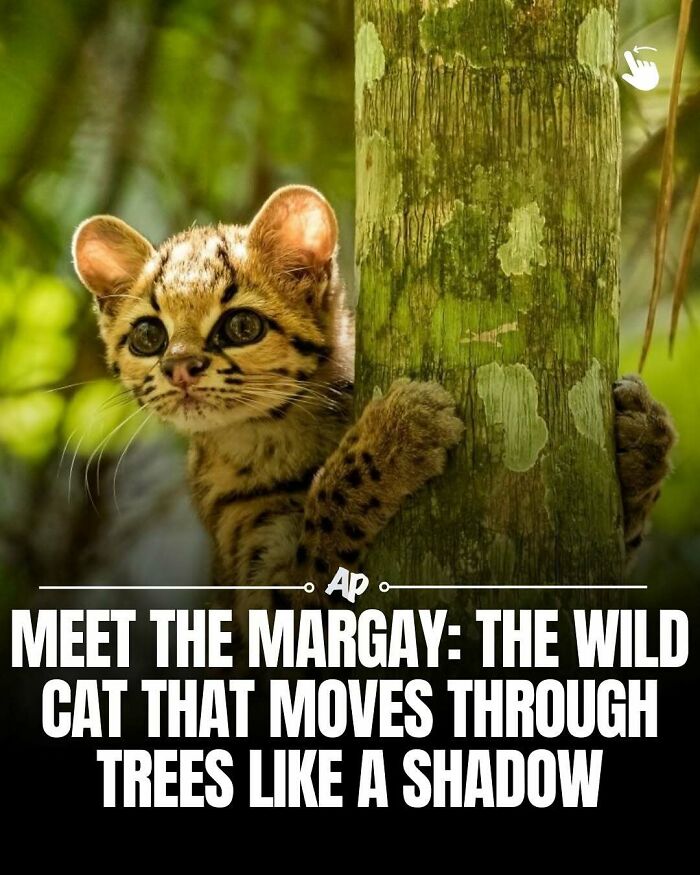 Margay wild cat climbing tree and moving through trees like a shadow