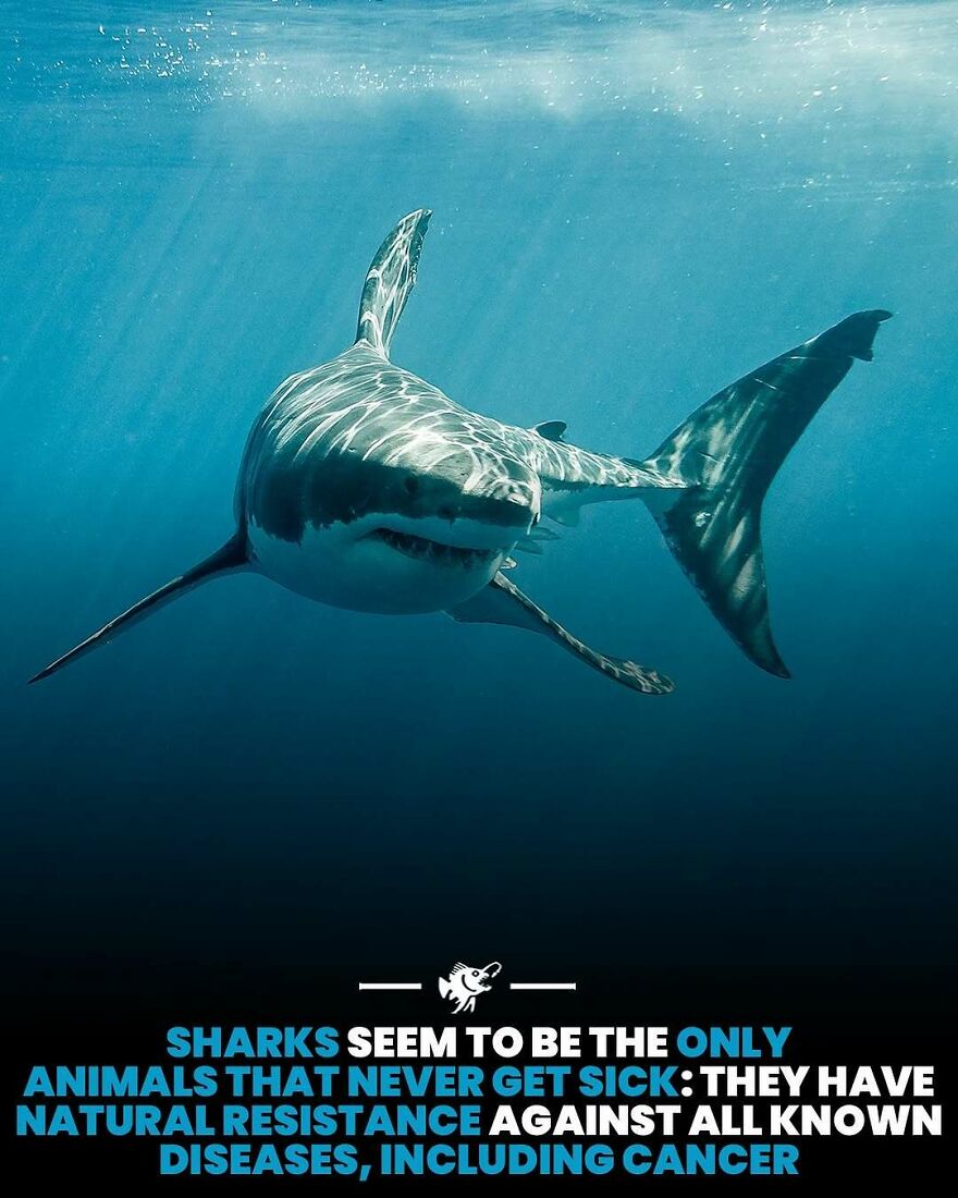 Great white shark swimming underwater with natural resistance