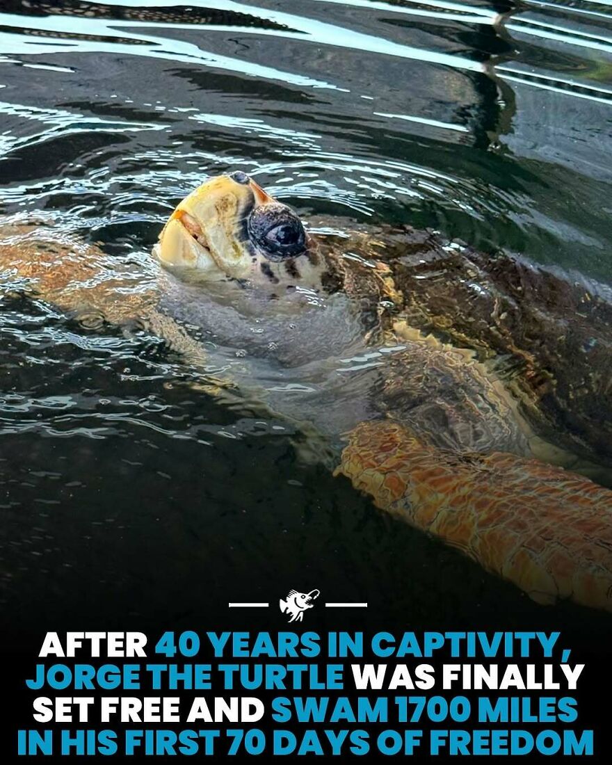 Jorge the turtle freed after 40 years captivity swimming 1700 miles
