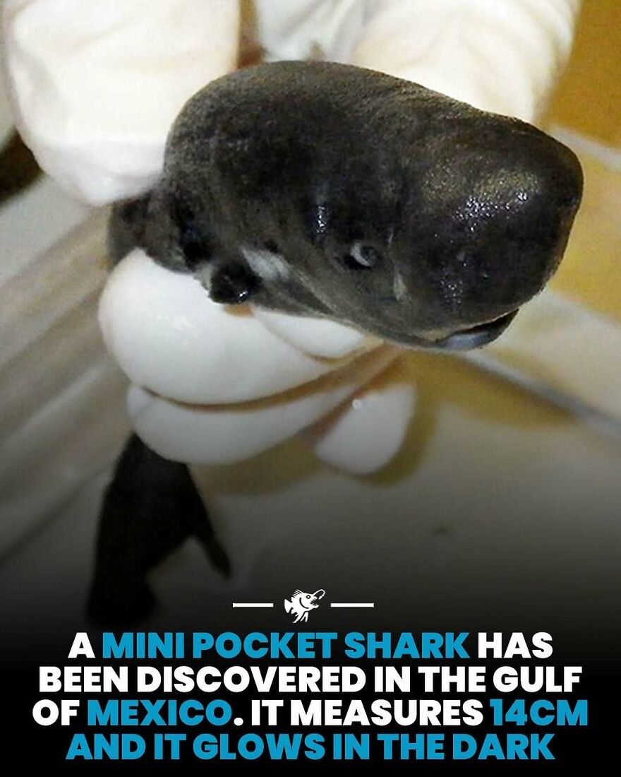 Mini pocket shark discovered in Gulf of Mexico glowing in the dark at 14 cm