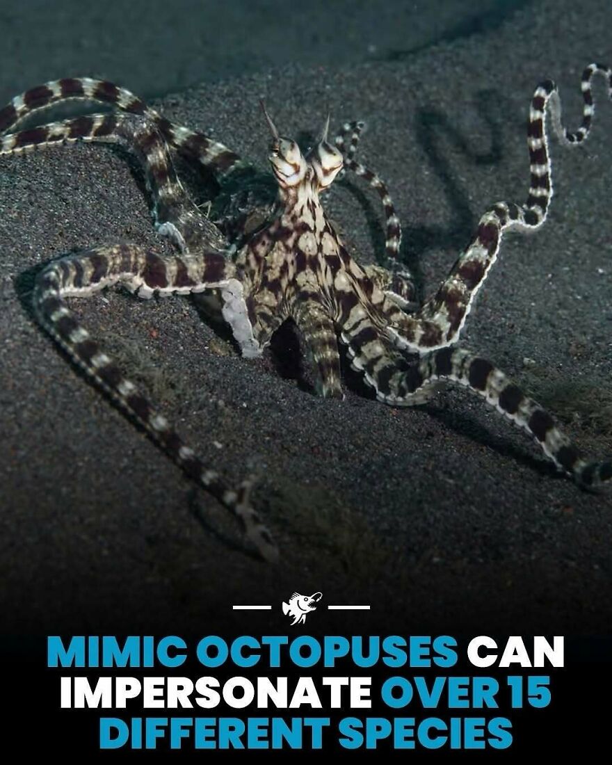 Mimic octopus showing camouflage abilities to impersonate over 15 species underwater