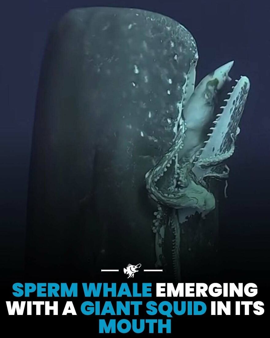 S***m whale surfacing with a giant squid in its mouth deep ocean encounter