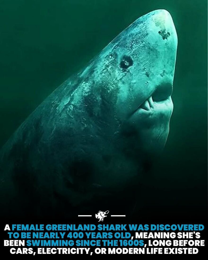 Female Greenland shark discovered to be nearly 400 years old