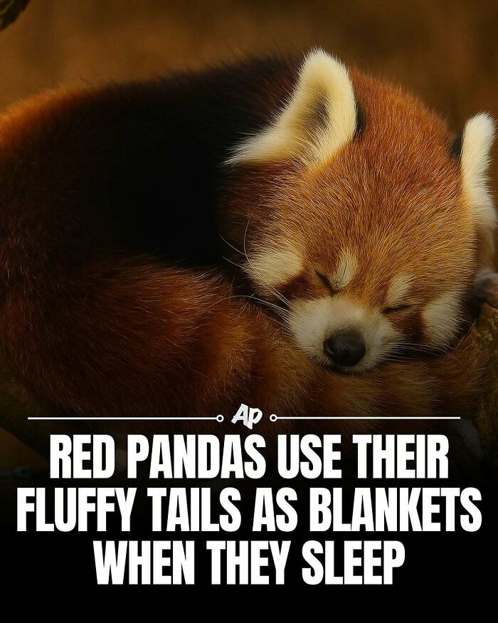 Red pandas use fluffy tails as blankets when they sleep peacefully