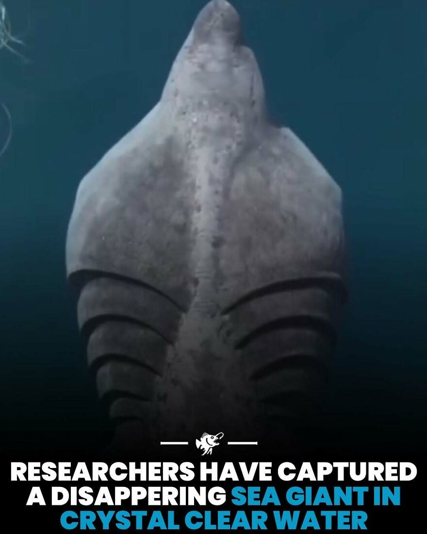 Researchers capturing disappearing sea giant in crystal clear water