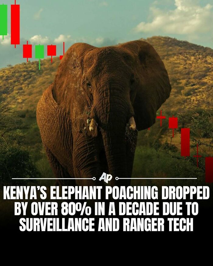 Kenya elephant poaching drops over 80 percent with surveillance and ranger tech