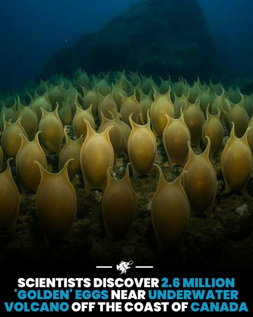 Scientists discover 2.6 million golden eggs near underwater volcano off Canada