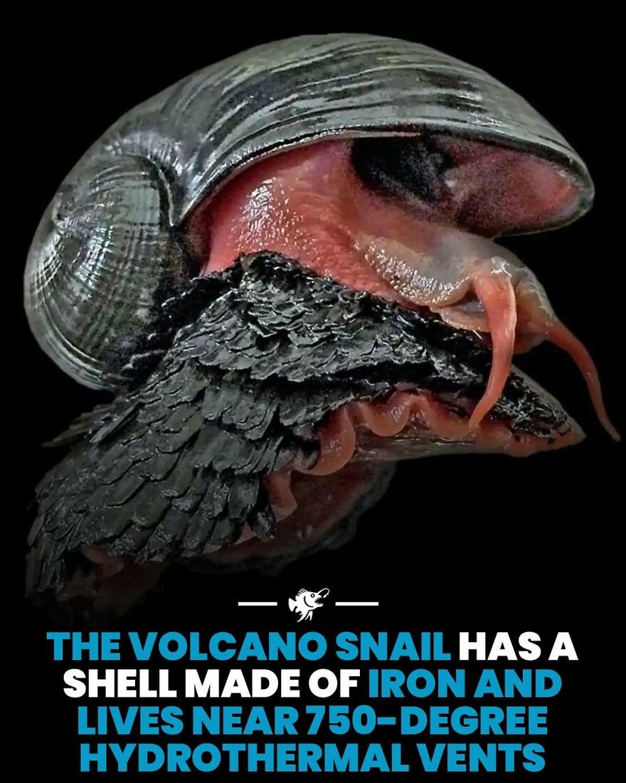 Volcano snail with iron shell lives near 750-degree hydrothermal vents