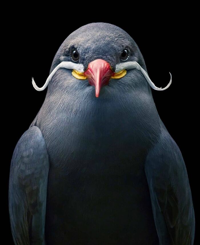 A unique Inca Tern with distinctive white mustaches, a stunning rare bird photo.