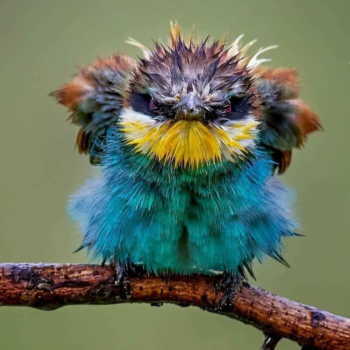 A colorful, wet bee-eater looking ruffled on a branch, a captivating rare bird photo.