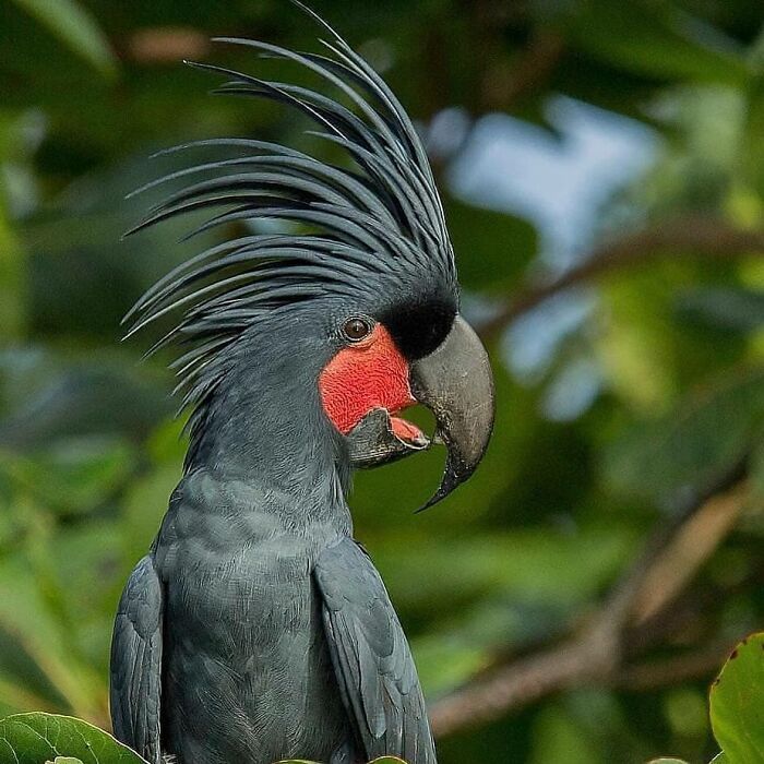 A magnificent palm cockatoo with its prominent crest and red cheek patch, a striking rare bird photo.