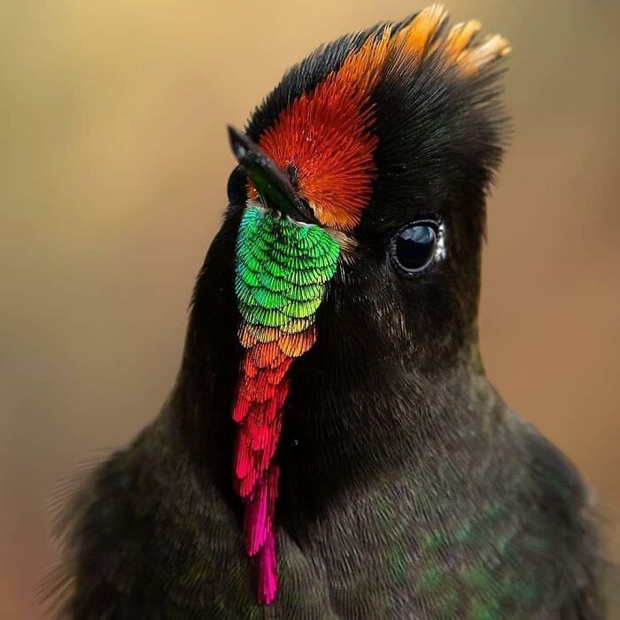 A vibrant Rufous-crested Coquette hummingbird, highlighting the beauty of nature in a rare bird photo.