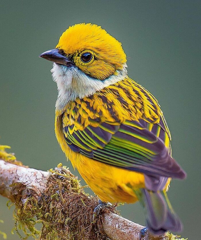 A beautiful yellow and black rare bird perched on a mossy branch, showcasing nature's beauty in flight.