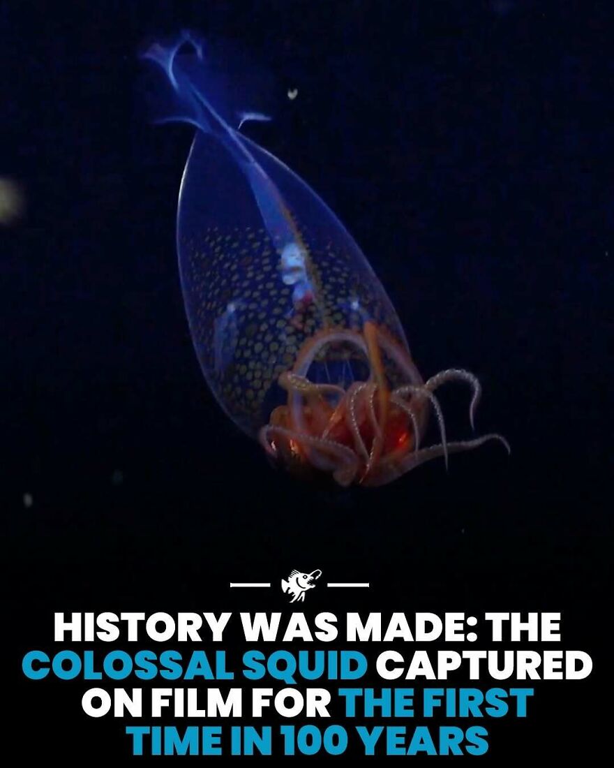 Colossal squid captured on film for the first time in 100 years