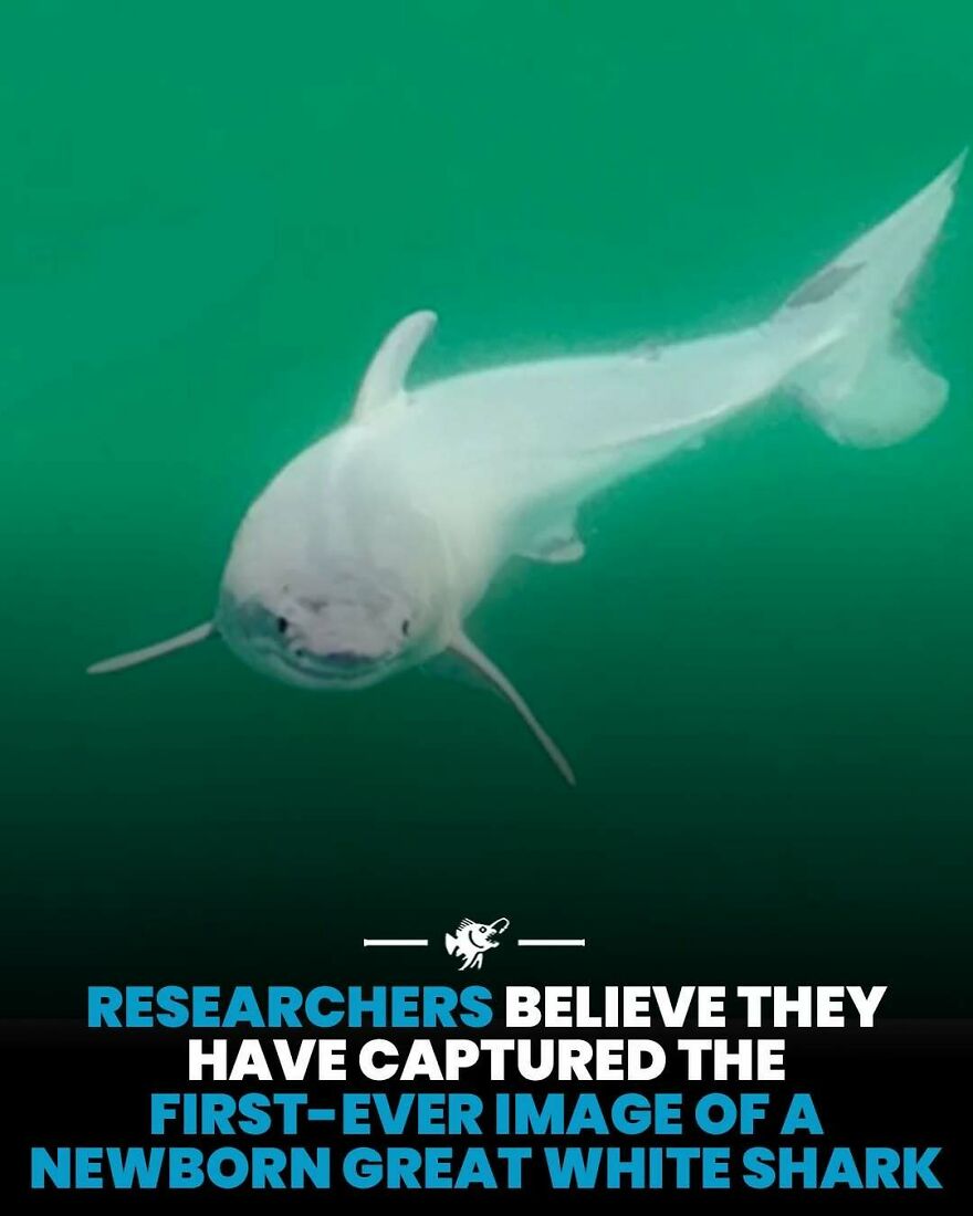 First-ever image of a newborn great white shark captured by researchers underwater