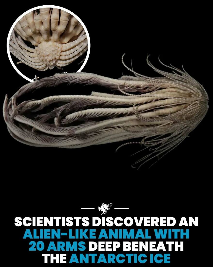 Alien-like animal with 20 arms discovered deep beneath Antarctic ice
