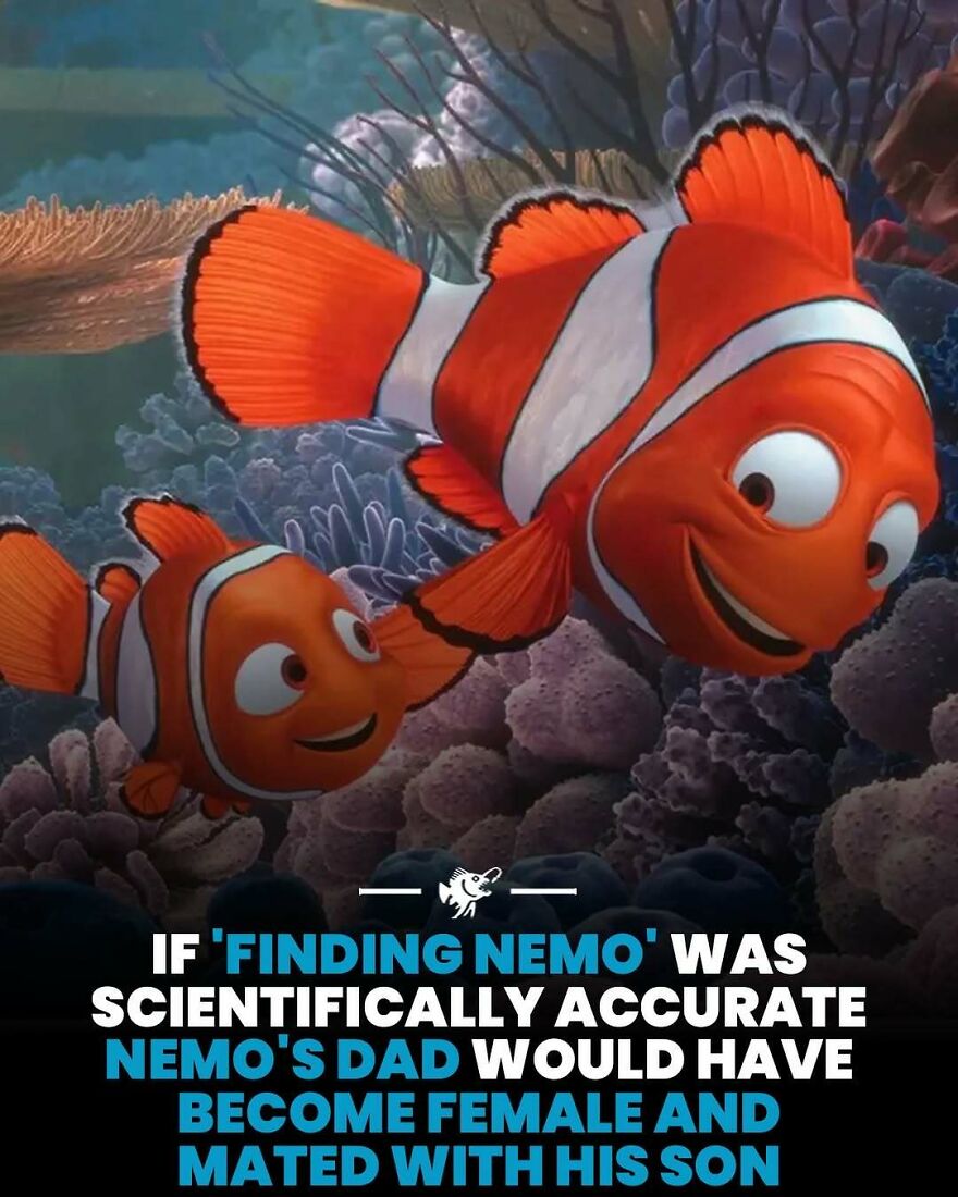 Finding Nemo facts reveal Nemo's dad would become female and mate with his son