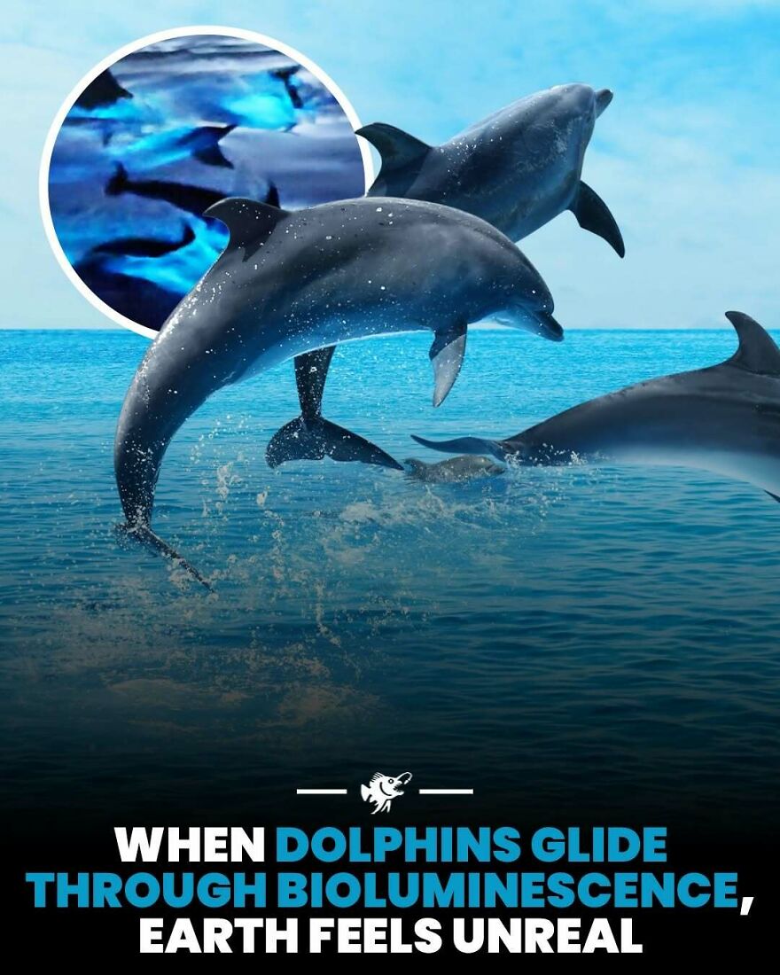 Dolphins gliding through bioluminescence making Earth appear surreal