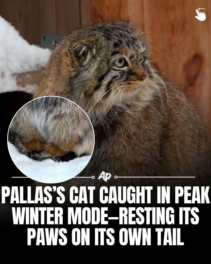 Pallas's cat in winter mode resting its paws on its own tail