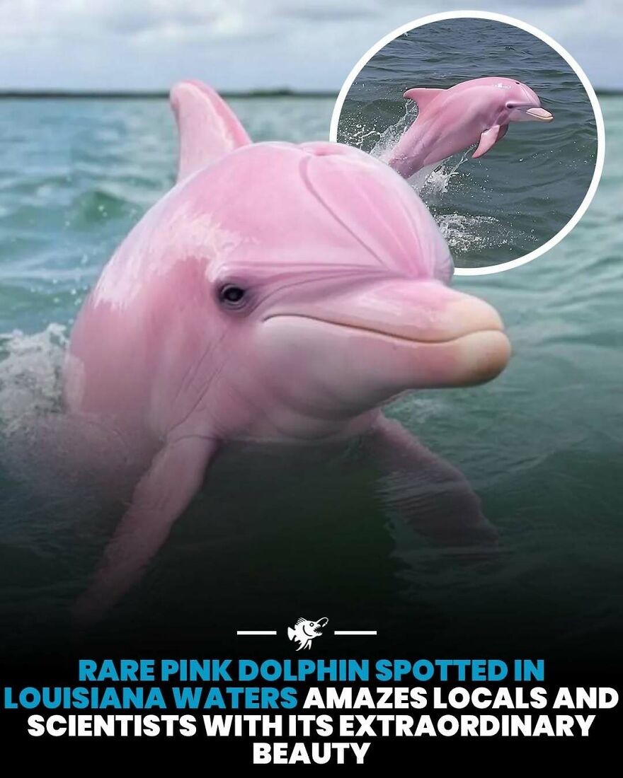 Rare pink dolphin spotted in Louisiana waters amazes locals and scientists