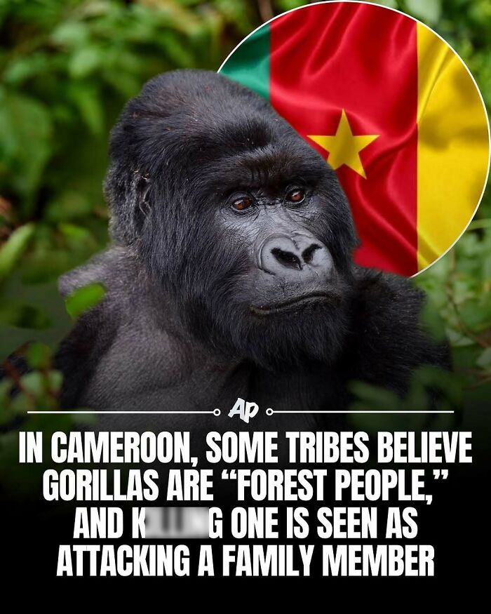 In Cameroon, some tribes believe gorillas are forest people with special significance