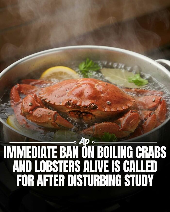 Ban on boiling crabs and lobsters alive urged after disturbing animal study