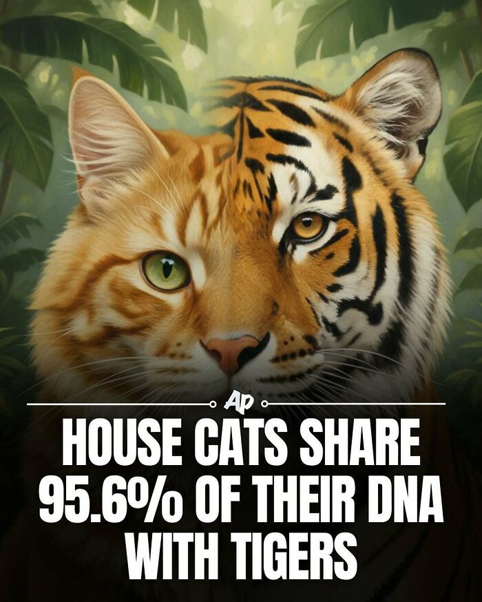 House cats share 95.6 percent of their DNA with tigers fact with cat and tiger face