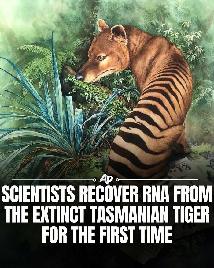Scientists recover RNA from extinct Tasmanian tiger for first time