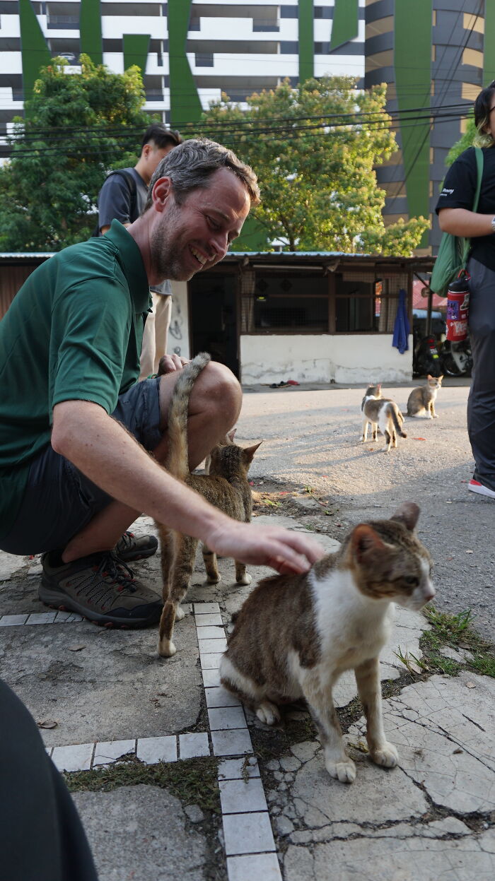 A man in a green shirt petting a street cat on the head, with other street cats in the background.