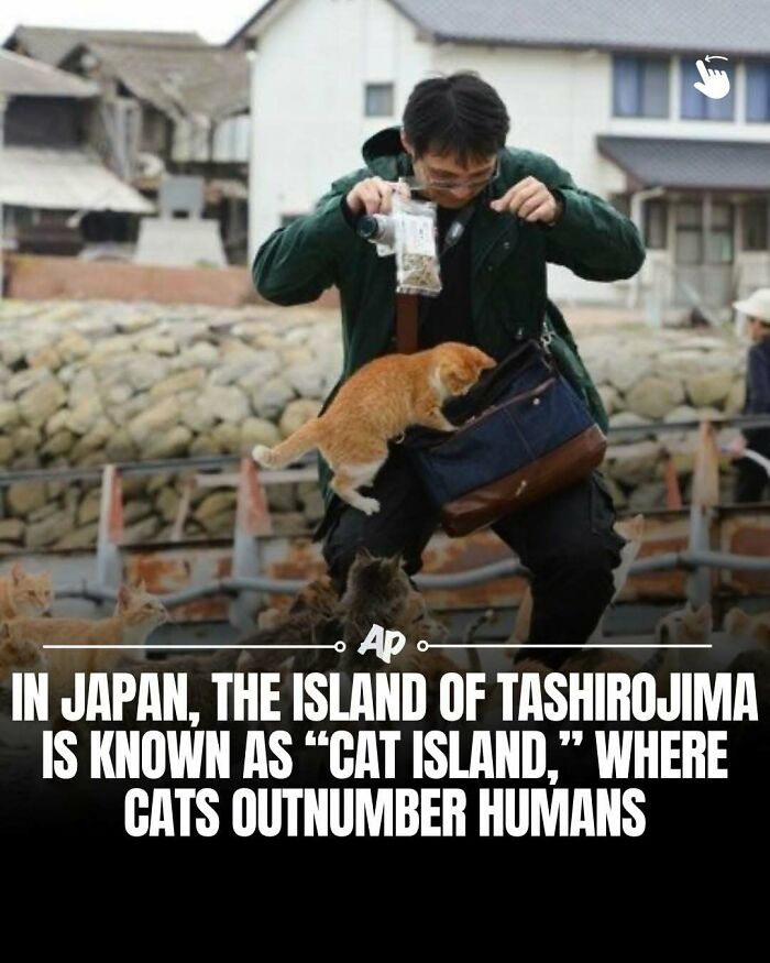 Japan's Tashirojima, known as Cat Island, where cats outnumber humans