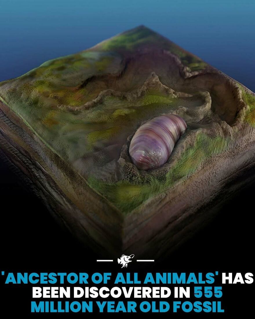 555 million year old fossil ancestor of all animals discovery deep ocean
