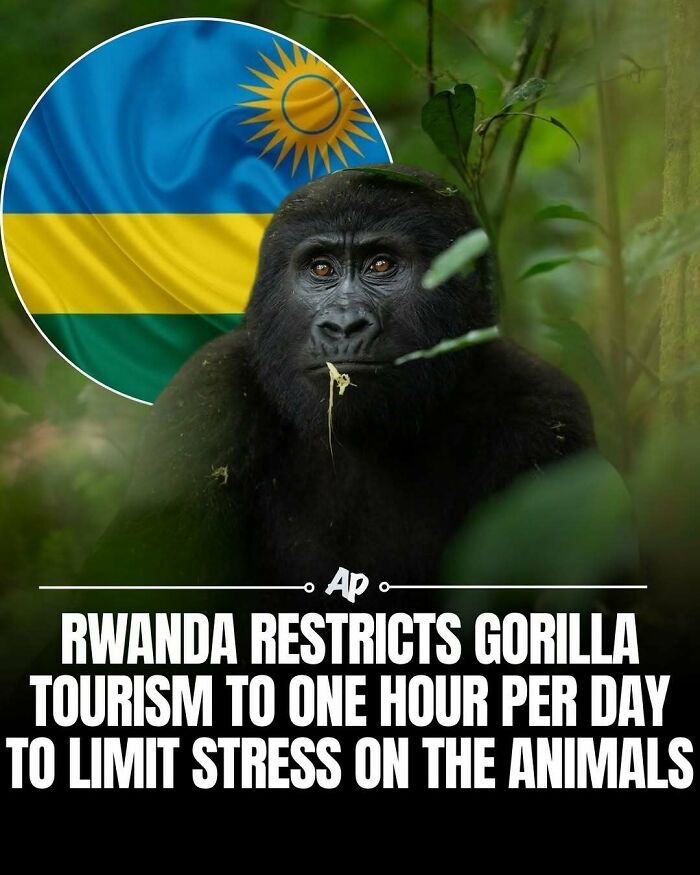 Rwanda limits gorilla tourism to one hour daily to reduce animal stress