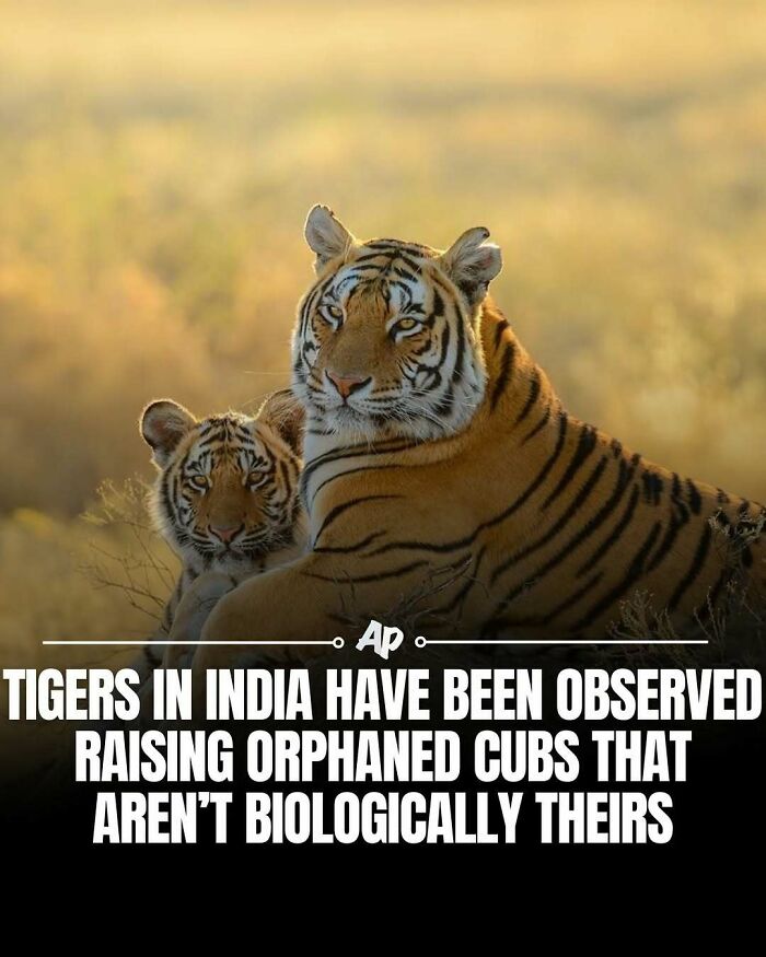 Tigers in India raising orphaned cubs not biologically theirs in the wild