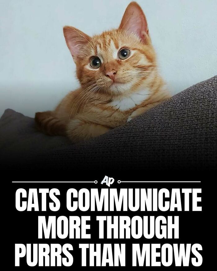 Orange cat resting on couch communicating through purrs animal facts