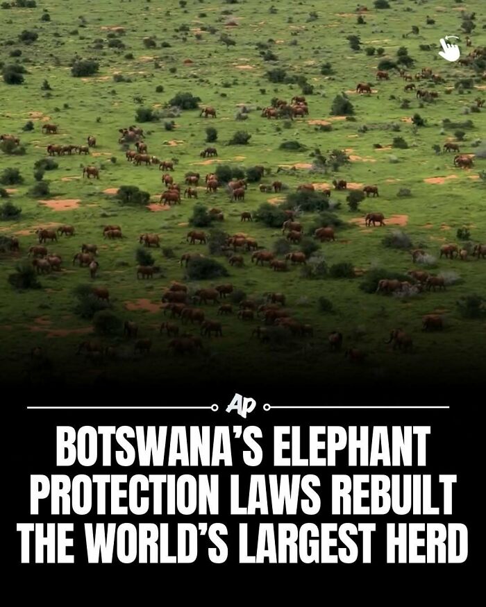 Botswana elephant protection laws rebuild world's largest elephant herd in grassy landscape