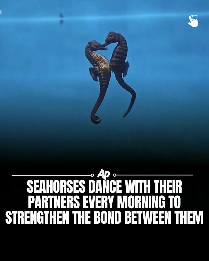 Seahorses dance with their partners every morning to strengthen their bond