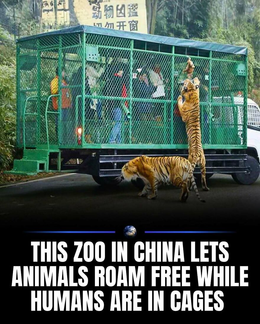 Tigers walking freely next to a caged truck of humans at a zoo in China, teaching about our planet and humanity.