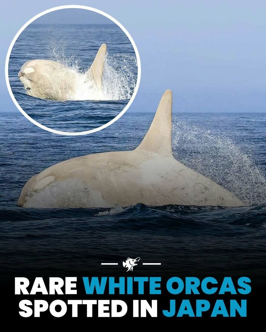 Rare white orcas spotted in Japan ocean sighting
