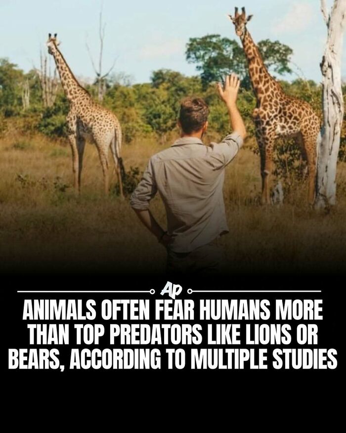 Man waving at giraffes showing animals fear humans over predators