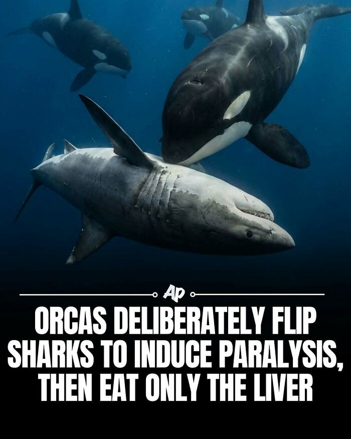 Orcas flipping a shark underwater to induce paralysis