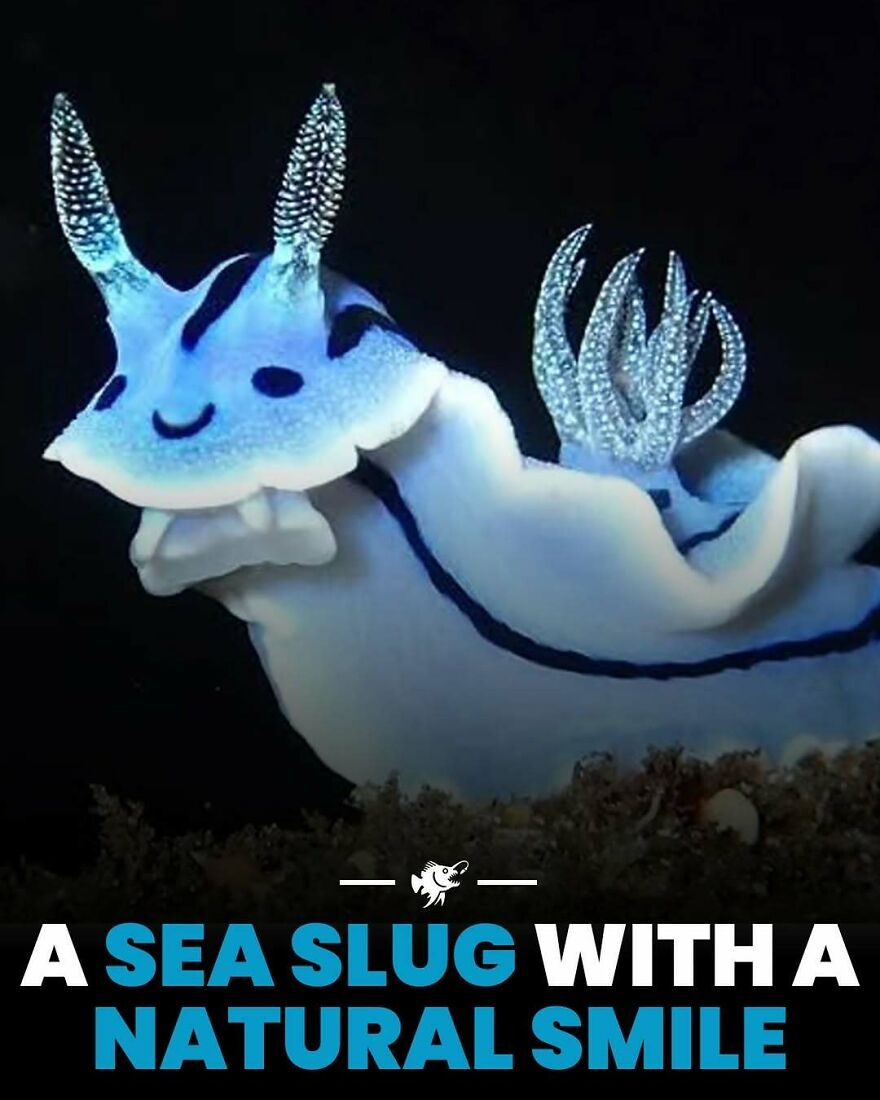 Sea slug underwater with a natural smile and glowing blue colors