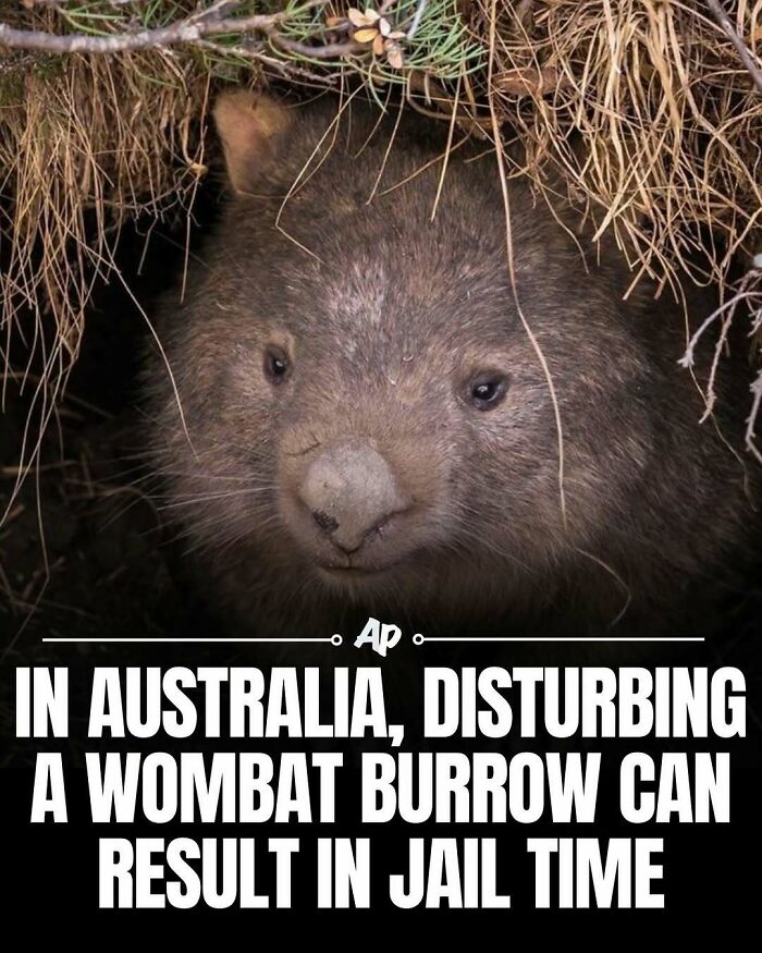 Wombat peeking from burrow with legal protection in Australia
