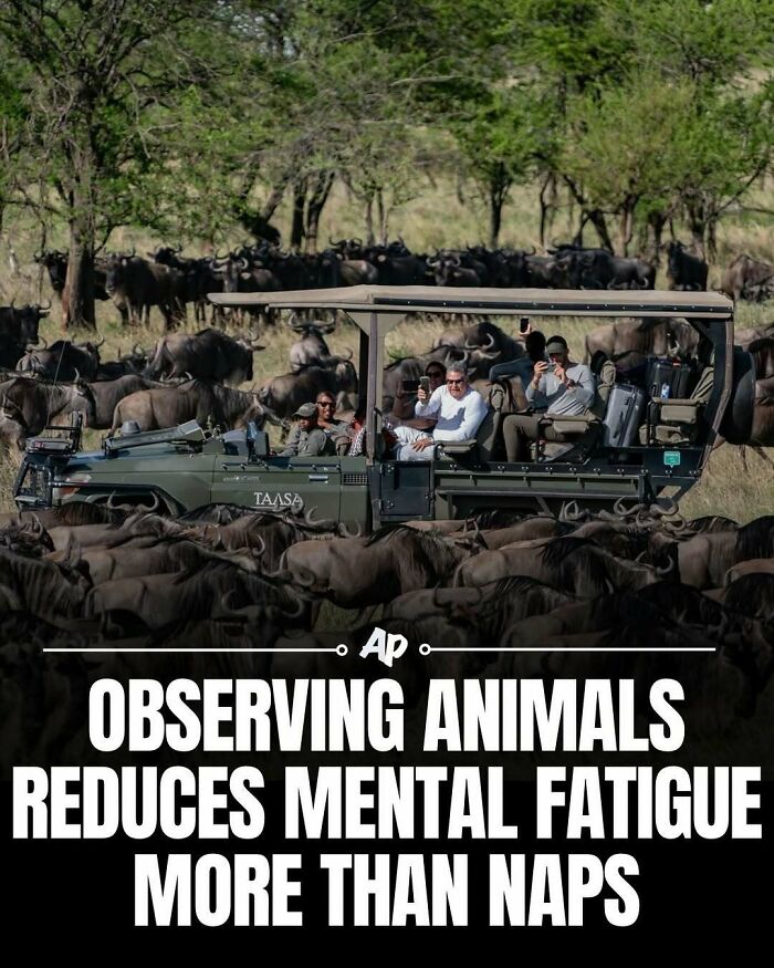 Safari vehicle surrounded by a herd of wildebeests observing animals in the wild