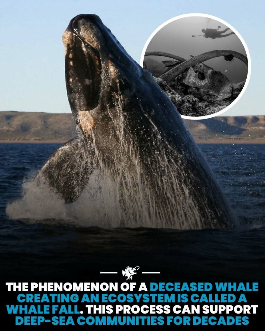 Deceased whale creates ecosystem called whale fall supporting deep-sea communities