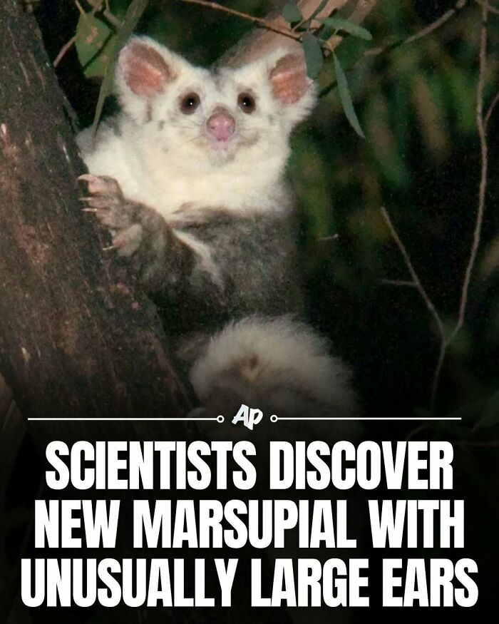 Newly discovered marsupial with unusually large ears clinging to tree