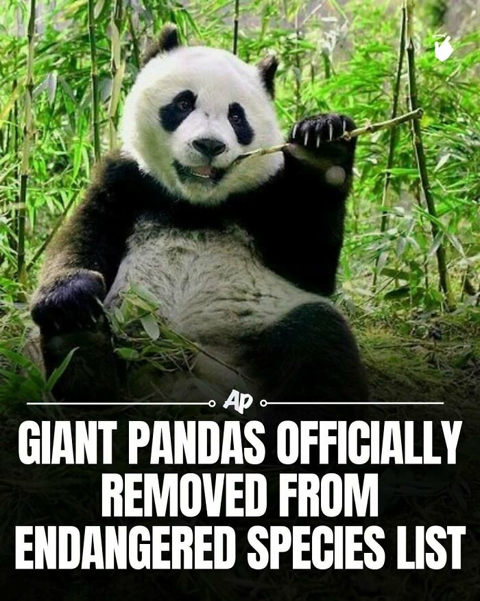 Giant panda eating bamboo in forest removed from endangered species