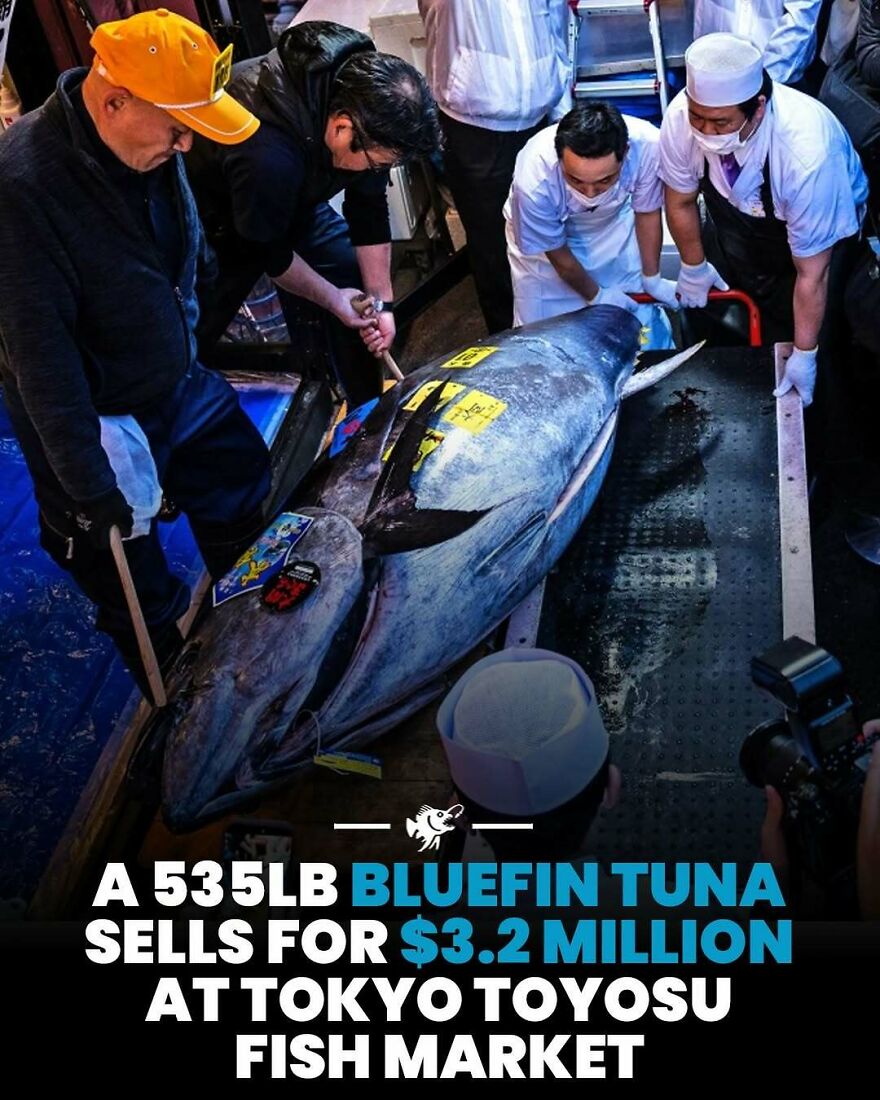 535lb bluefin tuna sells for 3.2 million dollars at Tokyo Toyosu fish market