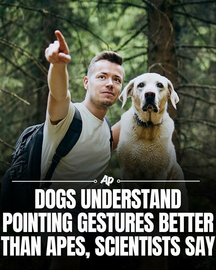 Man and dog in forest with dog understanding pointing gestures